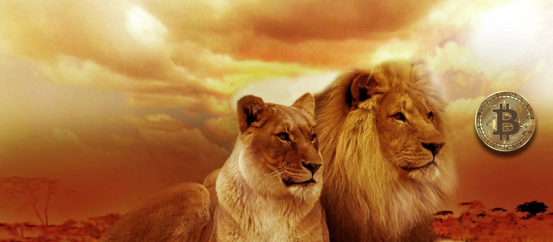 lion-577104_1920 (1)